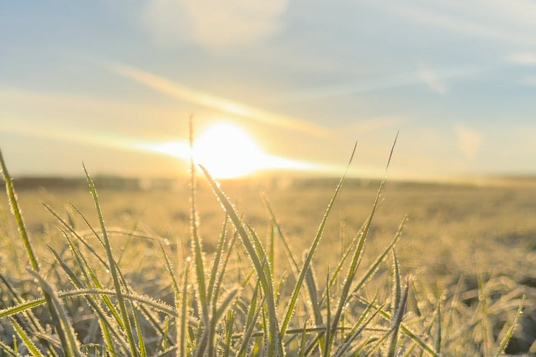 January 2026 Blog: Setting Intentions and Surrendering