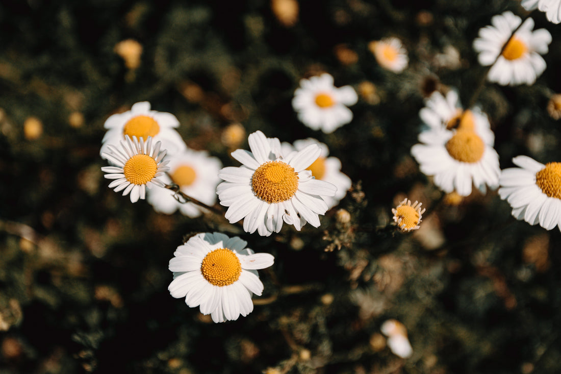 My Ultimate Guide to Incorporate Herbs & Botanical Magick Into Everyday Life